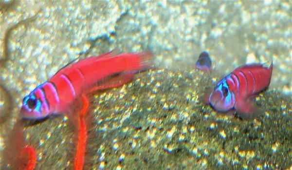 Pair of Catalina Gobies with bold orange, red, and blue coloration
