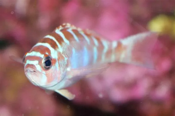 Chalk Bass with orange back and blue vertical stripes