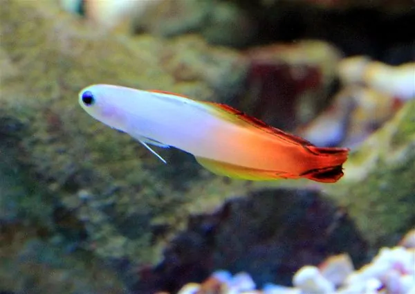 Fire Dartfish with elongated dorsal fin and red-orange gradient coloration