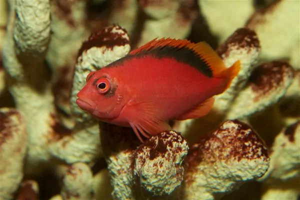 Flame Hawkfish with brilliant red body perched on a rock ledge