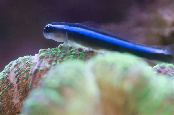 Neon Goby with bright blue stripe along its dark body