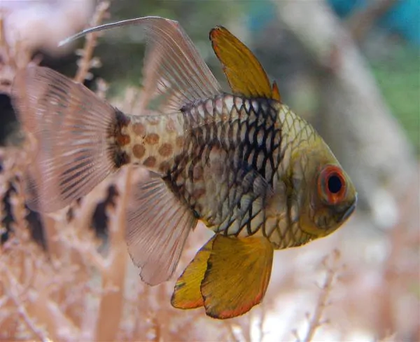 Pajama Cardinalfish with polka-dot pattern and distinctive color bands