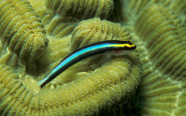 Sharknose Goby with blue and yellow coloration on reef rock
