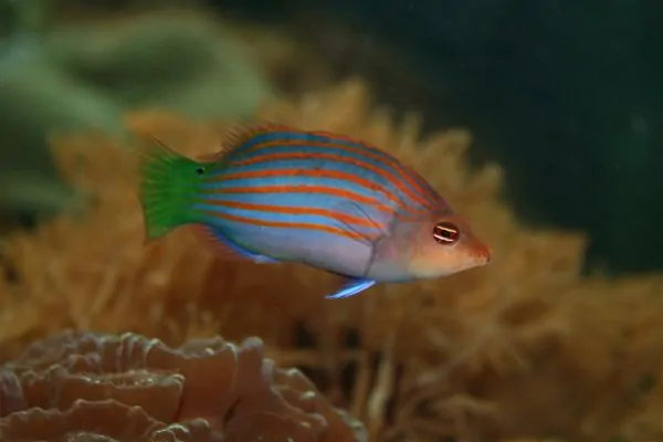Six-Line Wrasse with purple and orange horizontal stripes