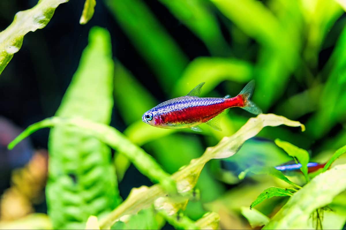 Cardinal tetra swimming among aquarium plants
