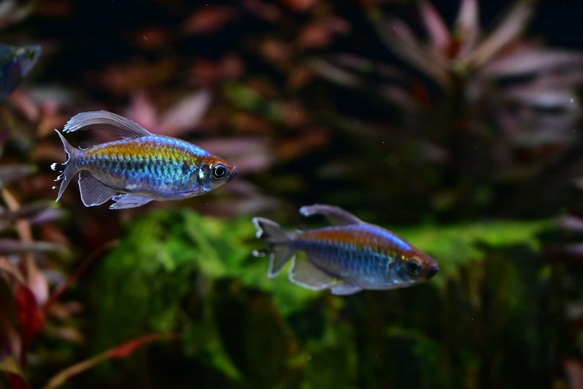 Male Congo tetra showing iridescent coloration and flowing fin extensions