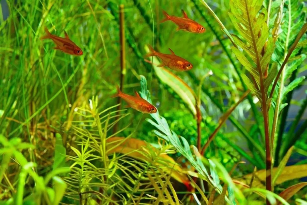 School of ember tetras swimming together in a planted aquarium