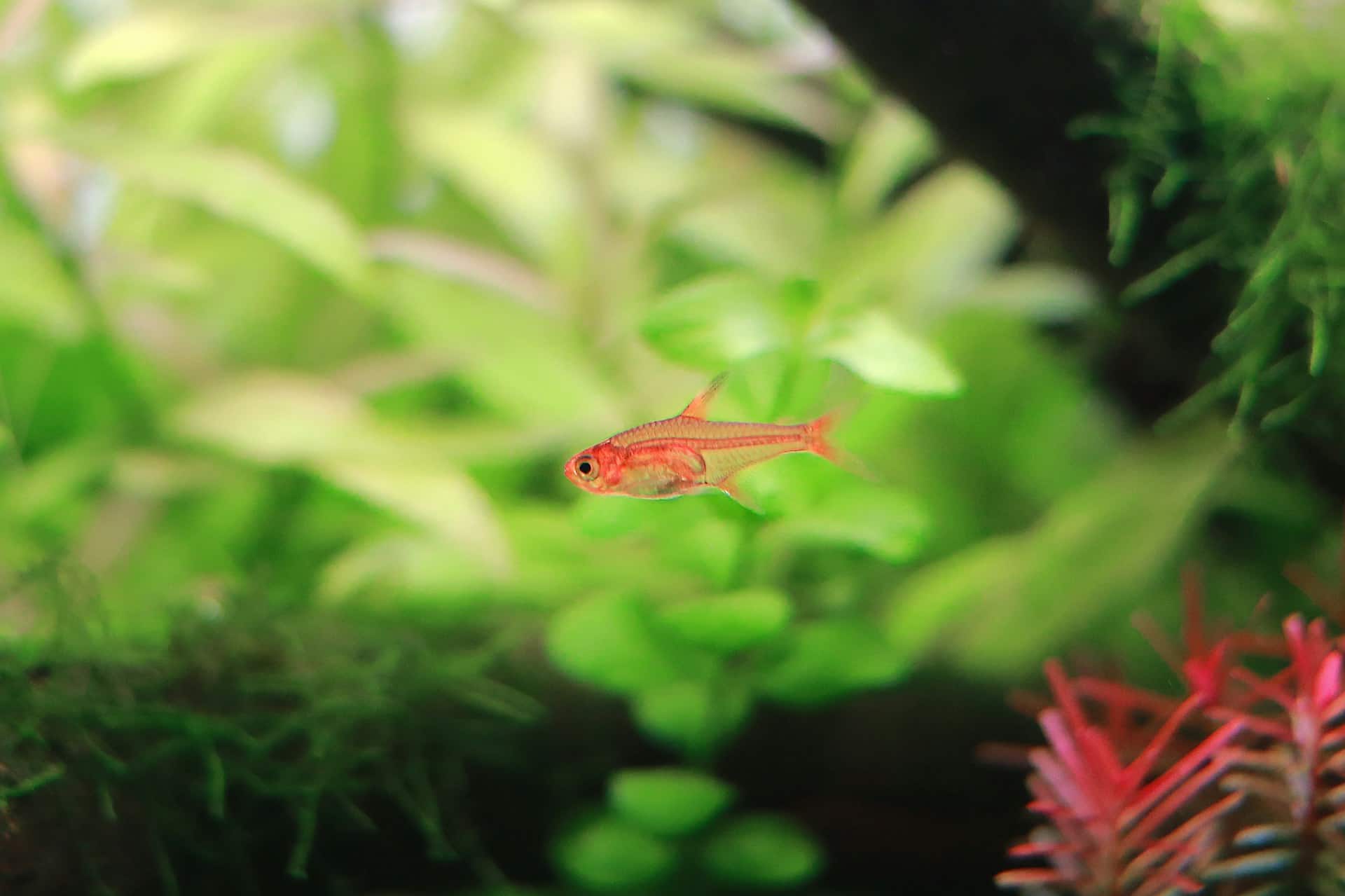 Ember tetra with fiery orange coloring