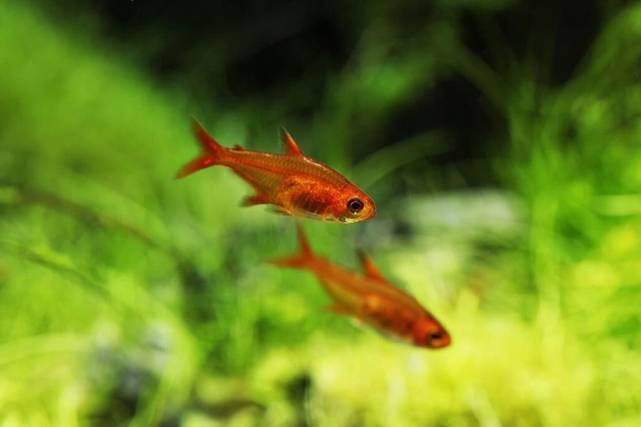 Two ember tetras displaying vibrant orange coloration