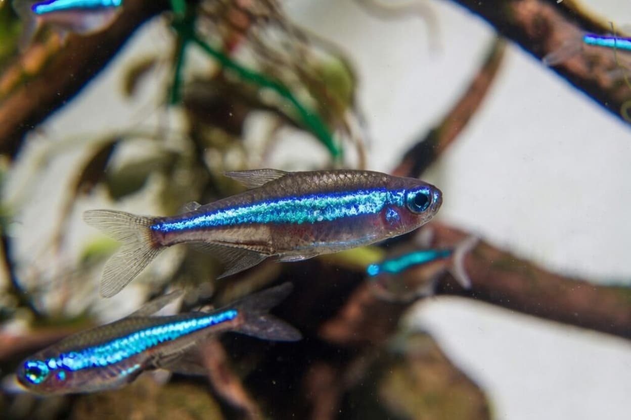 Group of green neon tetras schooling together in a planted aquarium