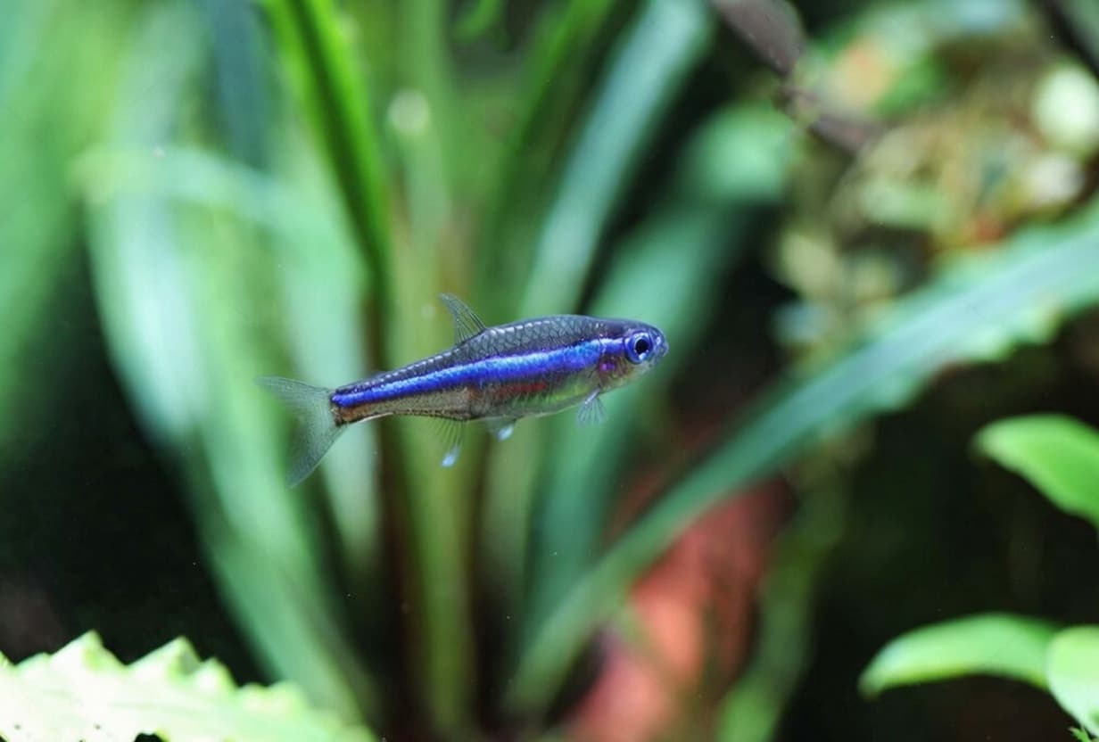 Green neon tetra with iridescent blue-green stripe