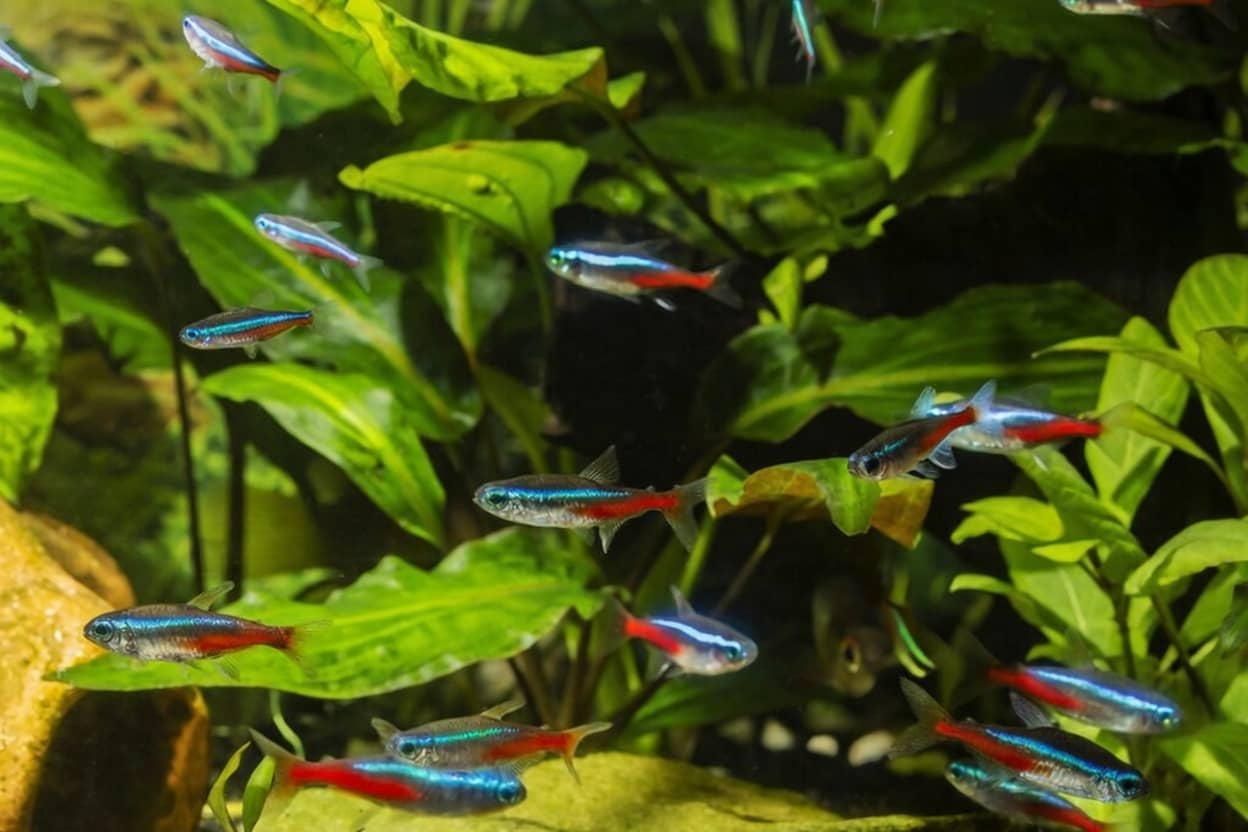School of neon tetras swimming together in a planted aquarium