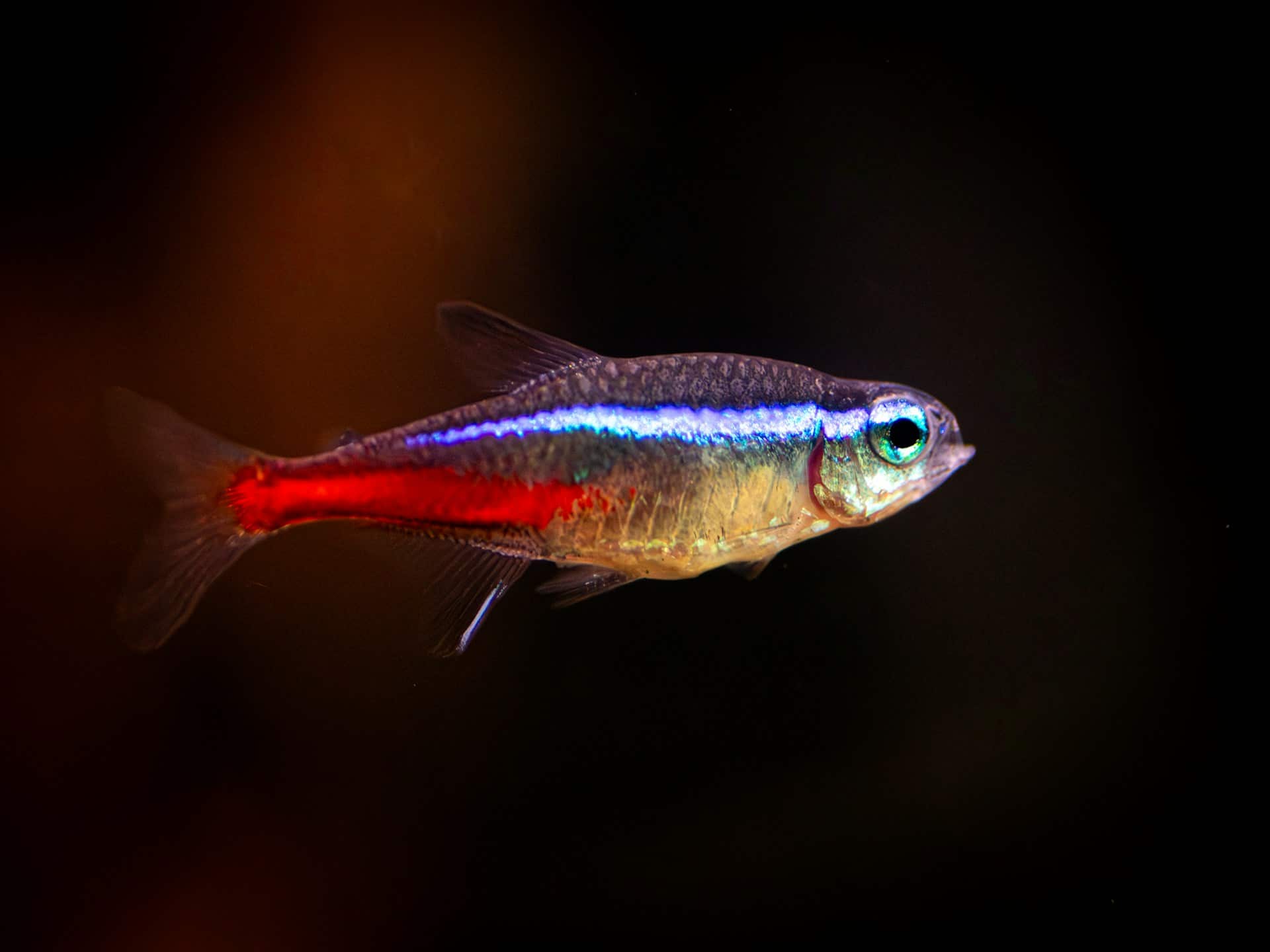 Neon tetra close-up showing iridescent blue and red stripes