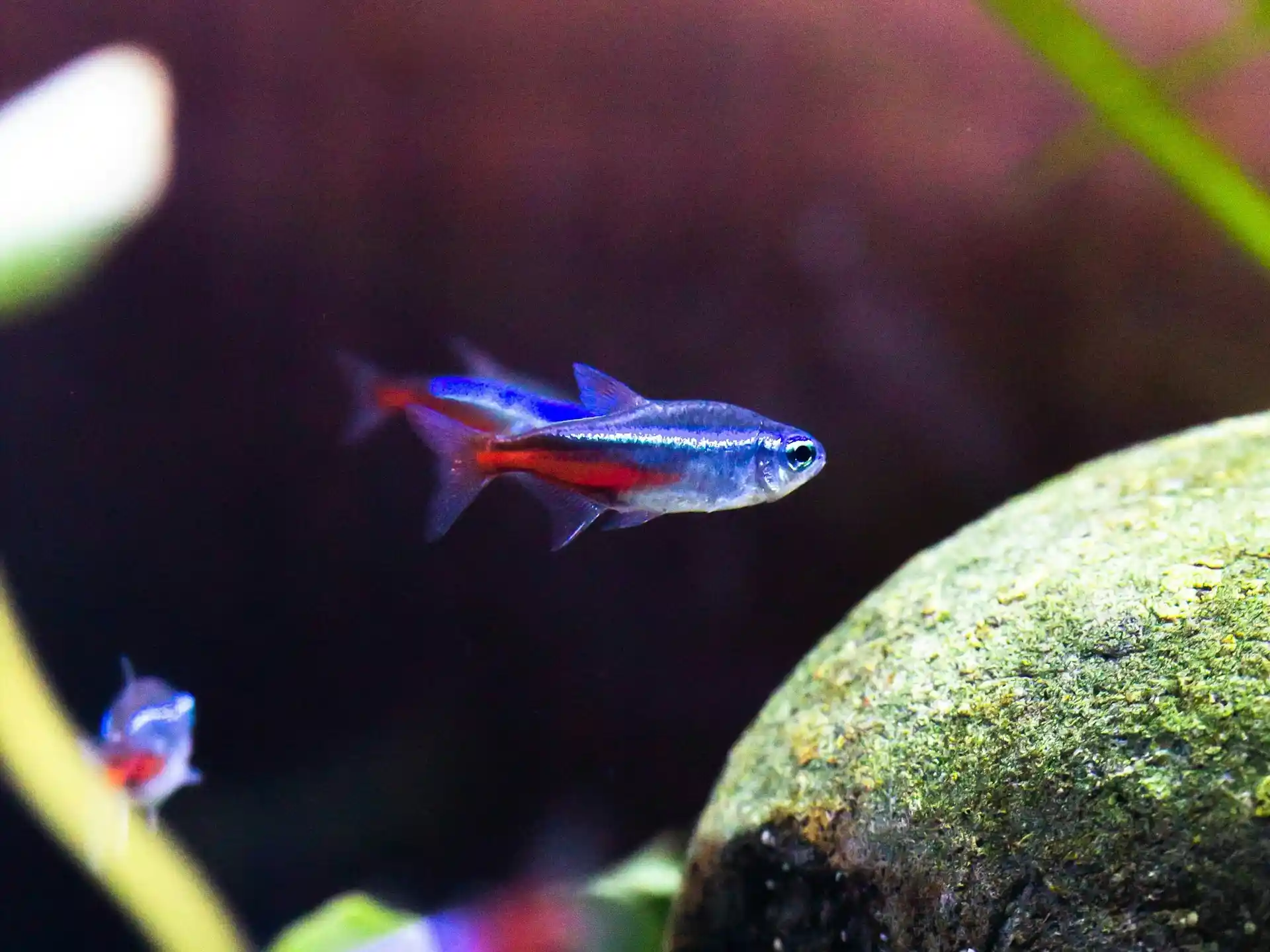 Neon tetra swimming near moss-covered rocks in a planted aquarium