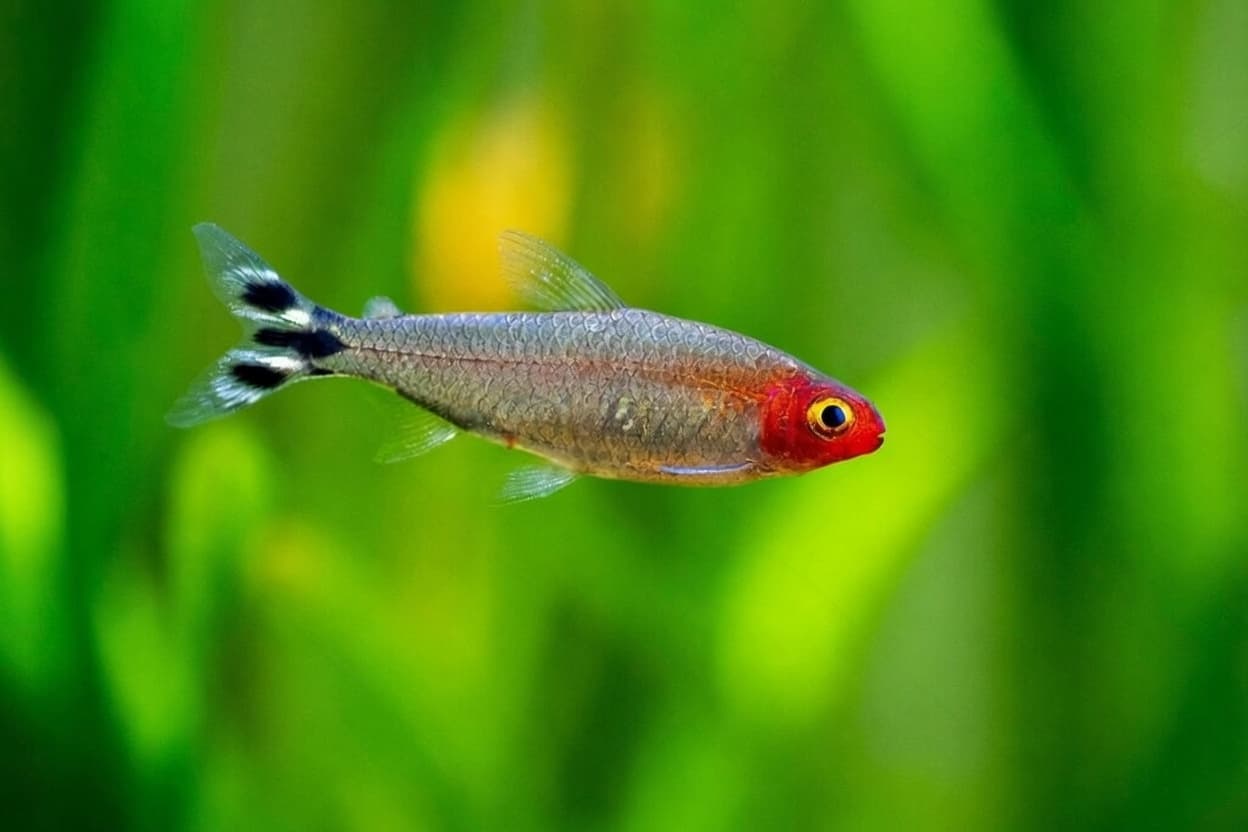 Rummy nose tetra with bright red face