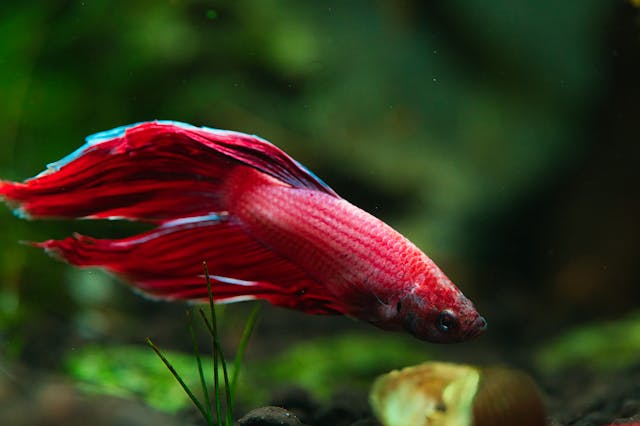 A red betta fish swimming in a planted aquarium