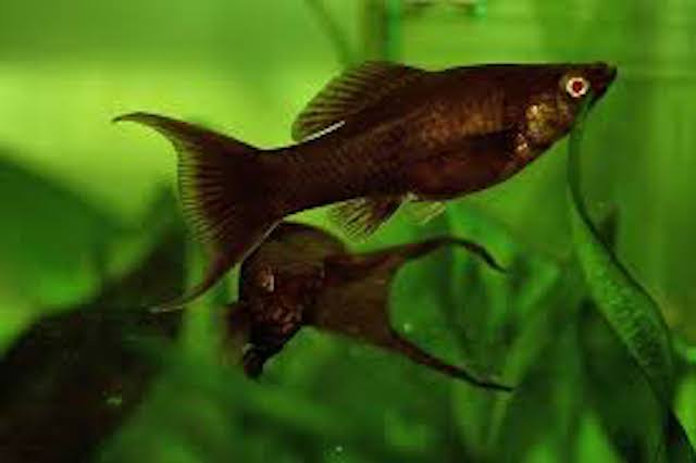 Black Molly fish swimming in a planted freshwater aquarium