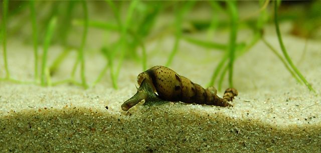 Malaysian Trumpet Snail with elongated cone-shaped shell burrowing in substrate