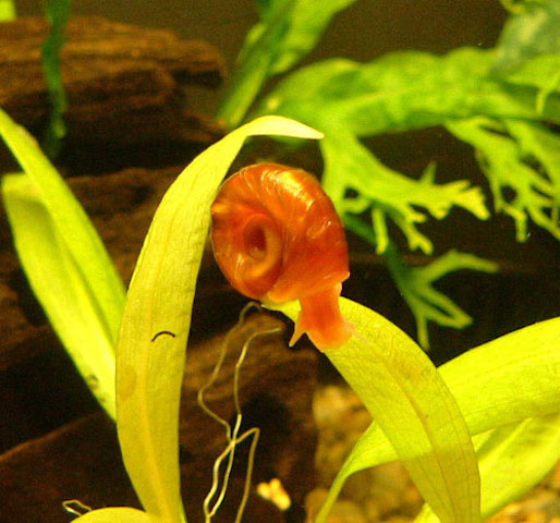 Red Ramshorn Snail with distinctive spiral shell on aquarium glass