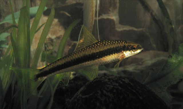 Siamese Algae Eater fish with distinctive horizontal black stripe along its body