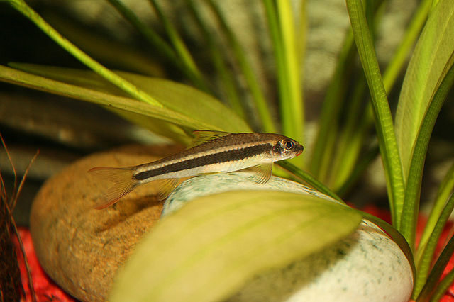 Stone-lapping Fish resting on a rock surface in a freshwater aquarium
