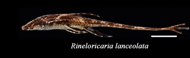 Whiptail Catfish resting on the bottom of a freshwater aquarium