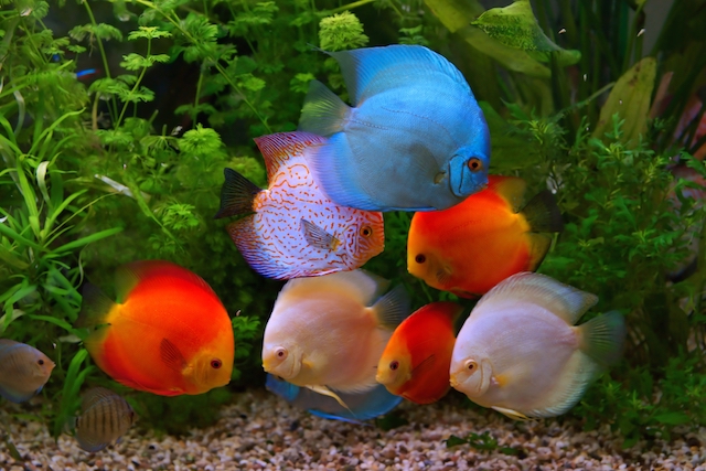 Overstocked aquarium with too many fish causing water quality problems