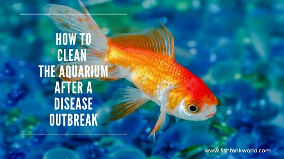 Crystal clear aquarium water after successful disease treatment and recovery