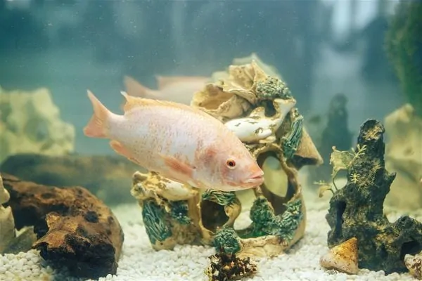 Healthy goldfish swimming in a clean, well-maintained aquarium