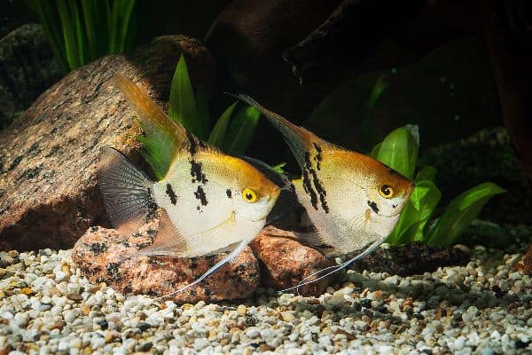 Well-maintained freshwater aquarium with healthy fish