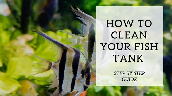 Aquarist performing water change with gravel vacuum on a freshwater aquarium