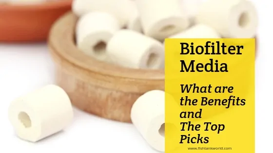 Best biological filter media options for aquariums including ceramic rings, sintered glass, and pumice