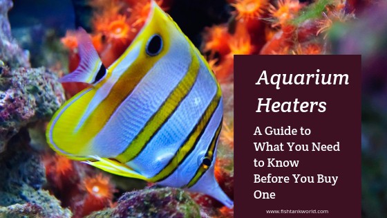 Aquarium heater installed in a tropical fish tank