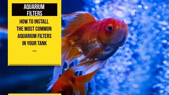 Installing a hang-on-back aquarium filter on a fish tank