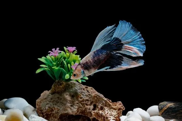 Betta fish resting near a live plant in an aquarium