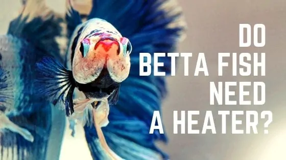Betta fish in a heated aquarium with a submersible heater