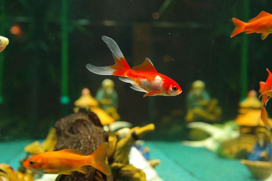 Goldfish swimming in a properly maintained coldwater aquarium