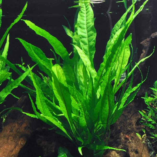 Java Fern attached to driftwood in aquarium