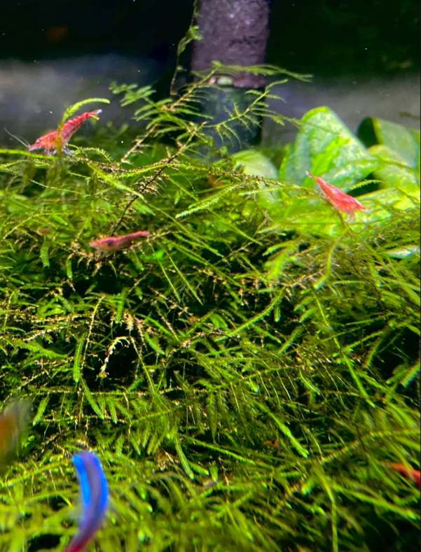 Christmas Moss with tree-like fronds