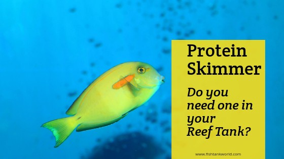 Protein skimmer removing organic waste from reef aquarium water