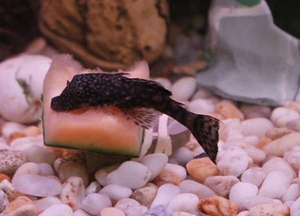 Bristlenose Pleco attached to aquarium glass