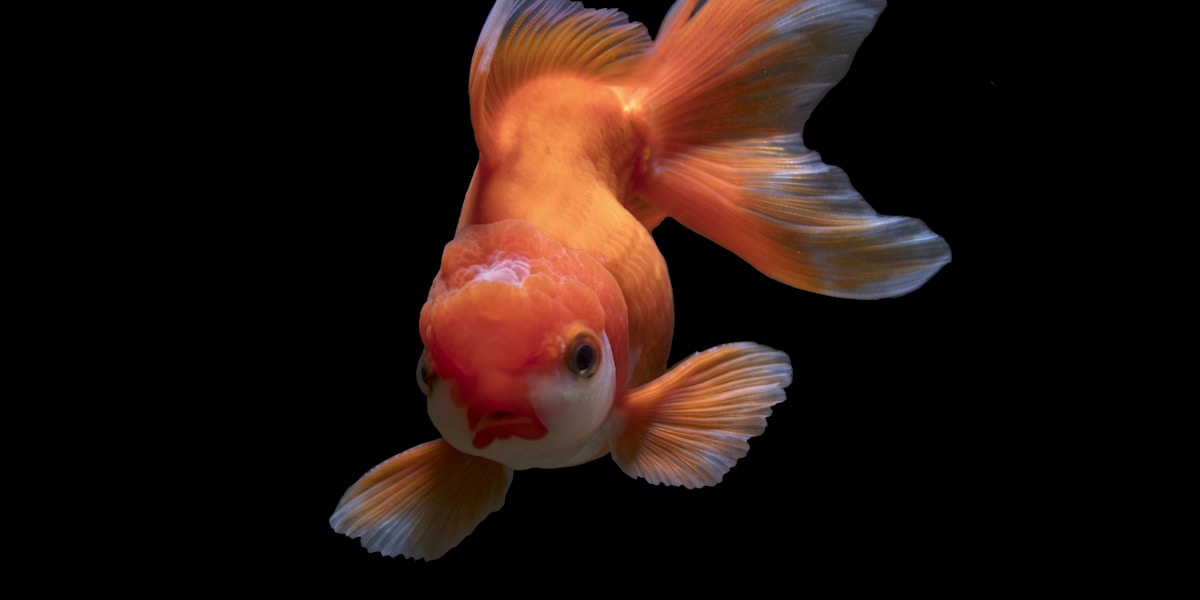 Beautiful goldfish swimming in a well-maintained aquarium