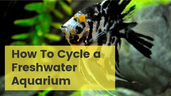 Freshwater aquarium being cycled with beneficial bacteria establishing in the filter