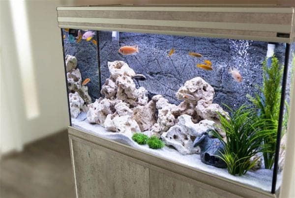 Established home freshwater aquarium with mature biological filtration