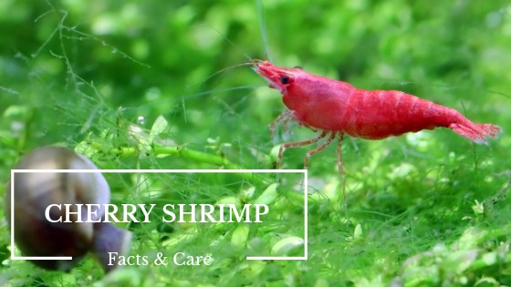 Bright red cherry shrimp in a freshwater aquarium