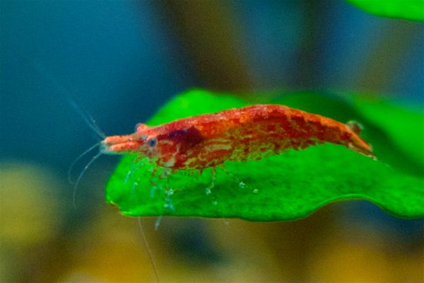 Red cherry shrimp on aquarium plant