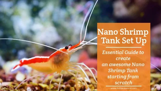 How to Set Up a Nano Shrimp Tank