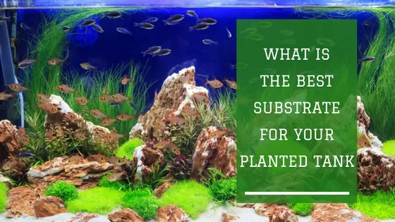 Planted aquarium substrate with healthy aquatic plants