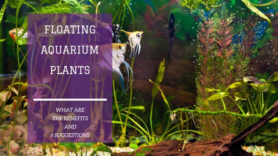 Floating aquarium plants on water surface