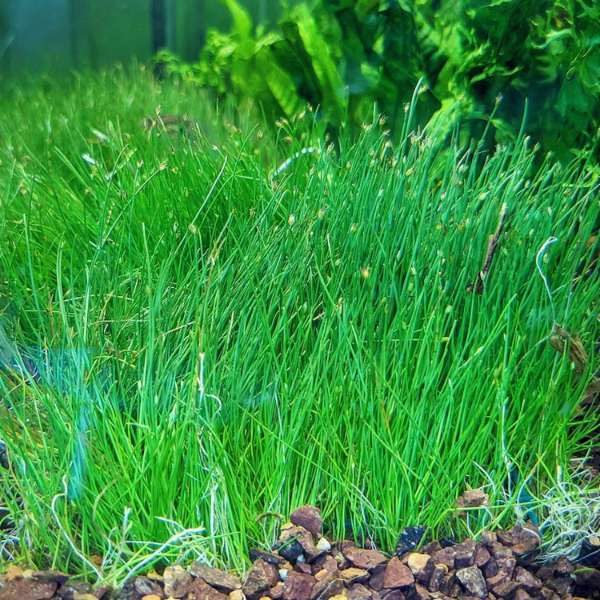 Dwarf Hairgrass carpet in aquarium foreground